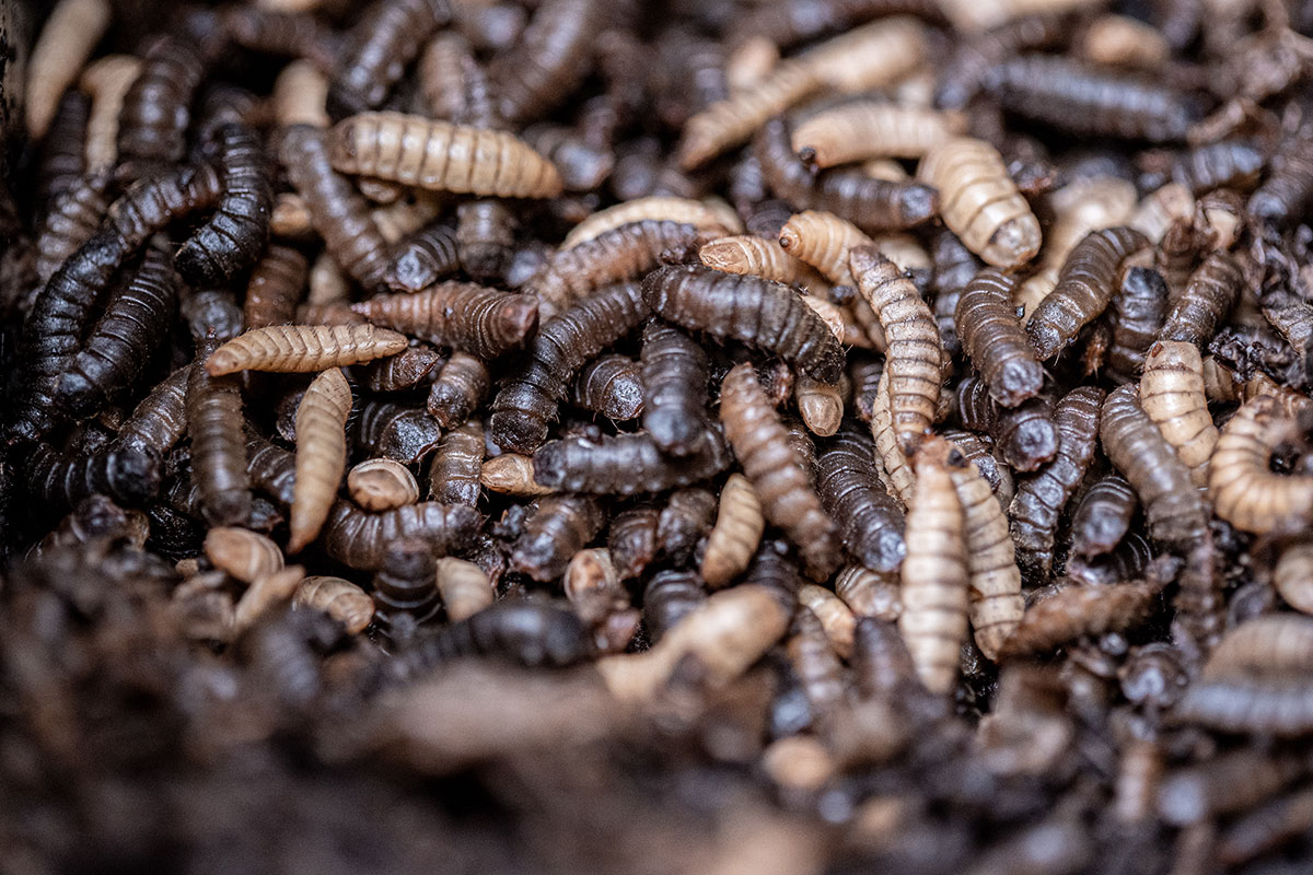 Soldaterflue Larver Klump DSC03340