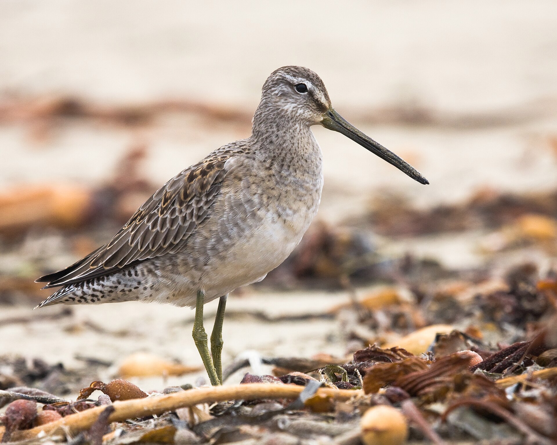 Limnodromus Scolopaceus Mike Baird Crop