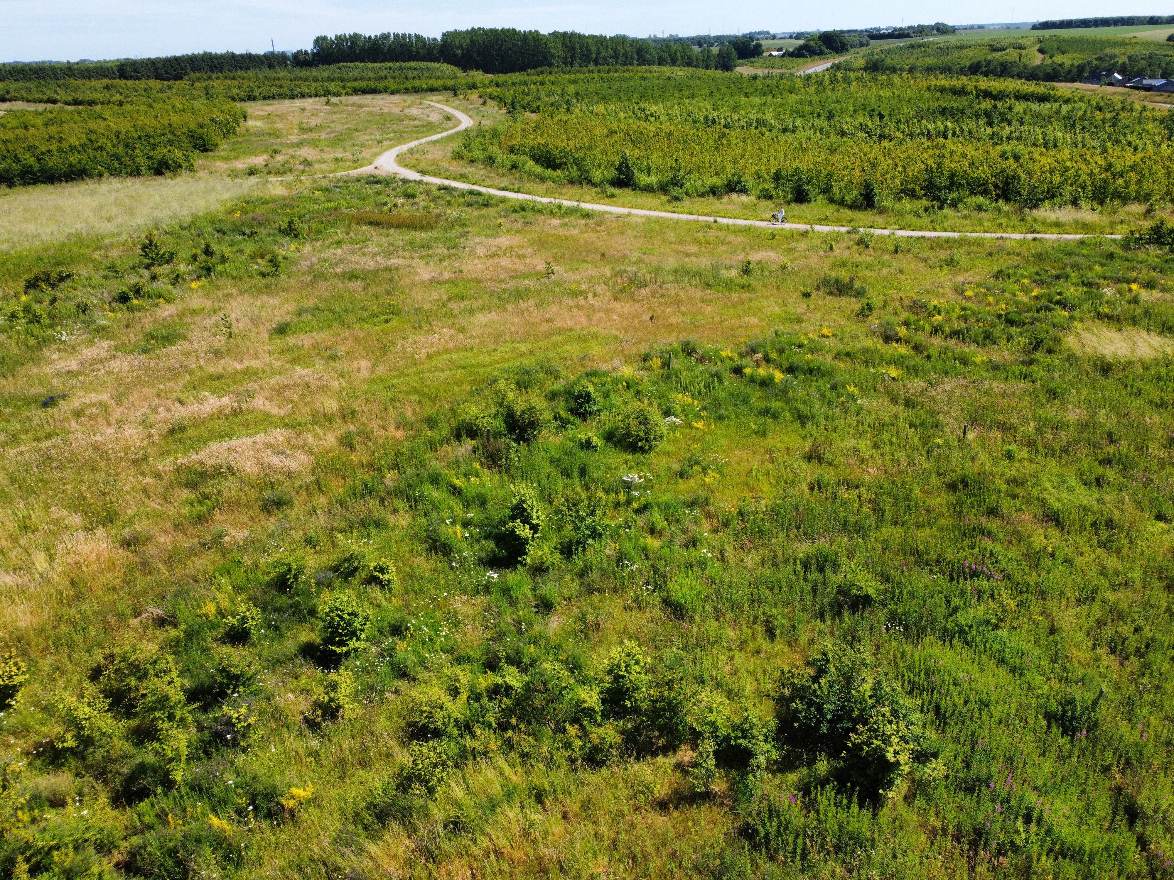 Webinar 2 (Nané Køllgaard Pedersen) Naturlig Tilgroet Skov