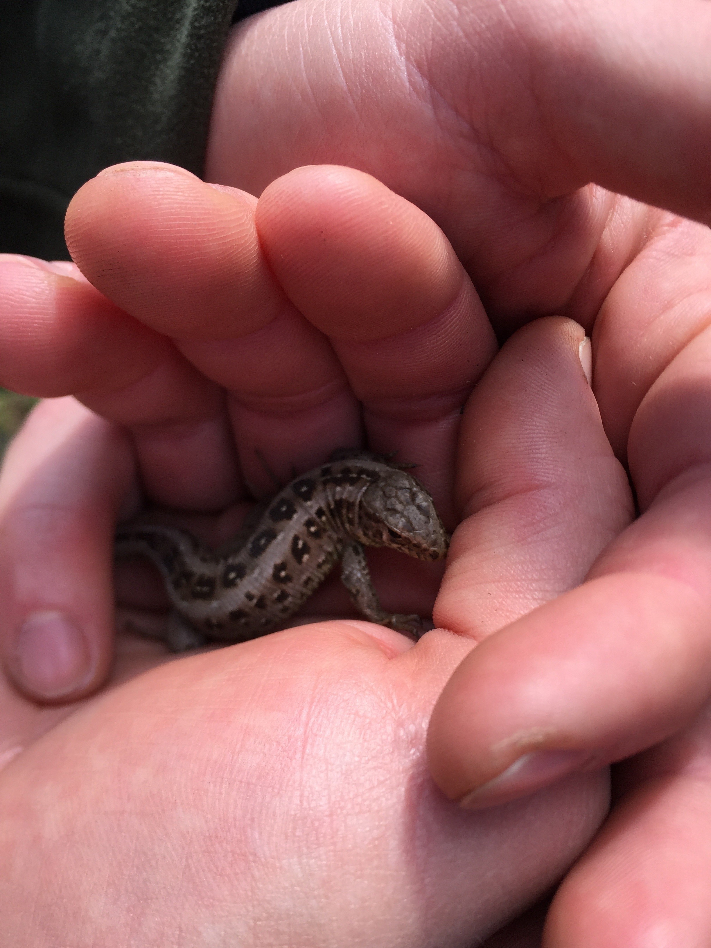 Vandsalamander