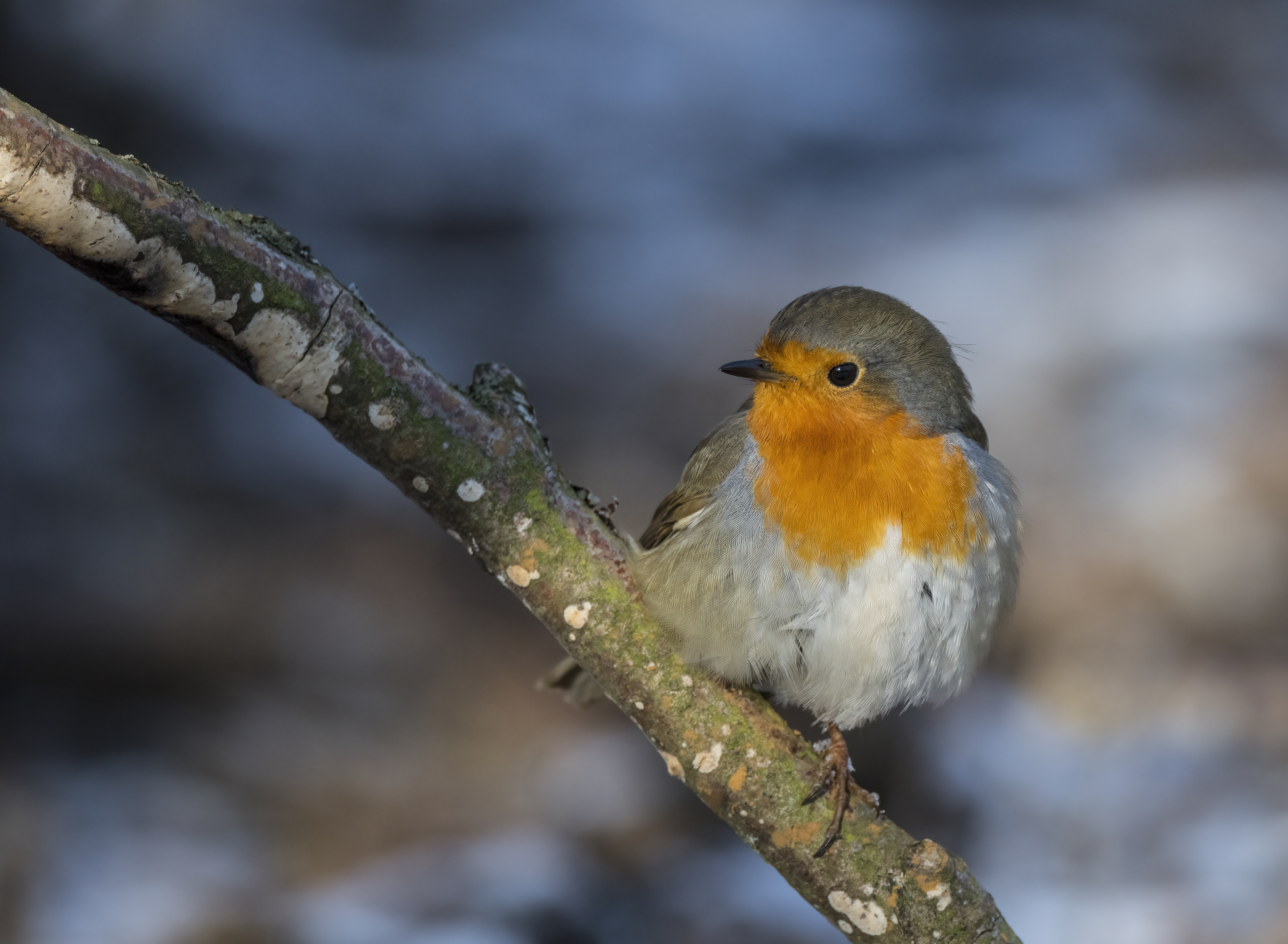 Rødhals Nat i naturen