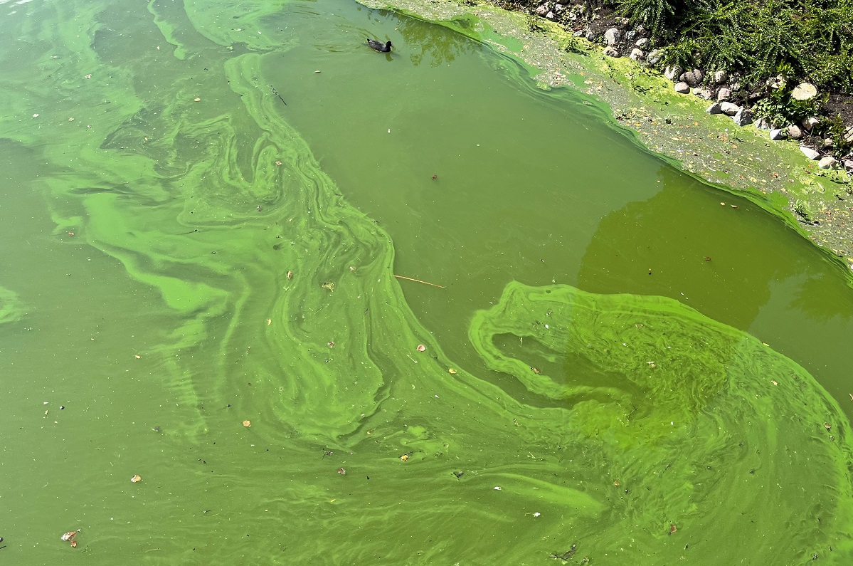 Vandblomst af grønalger