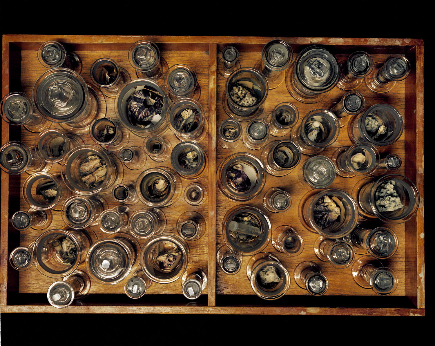 Darwins gave: cirripeder