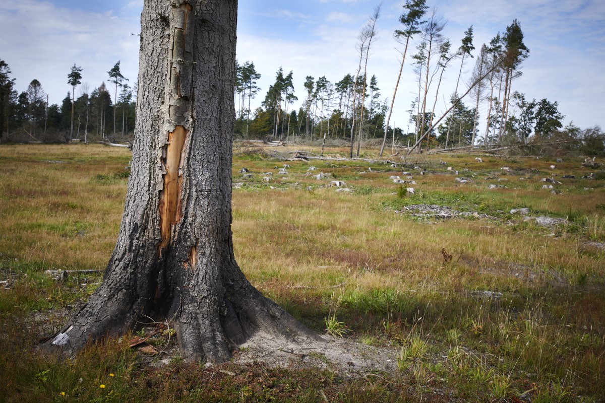 Veteraniseret træ i Hammer Bakker