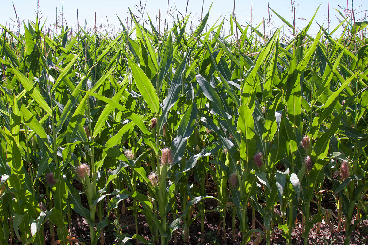 Majsmark 12X8 Leif Schack Nielsenbiofotoritzau Scanpix 20180415 172935 6 1920X1279we