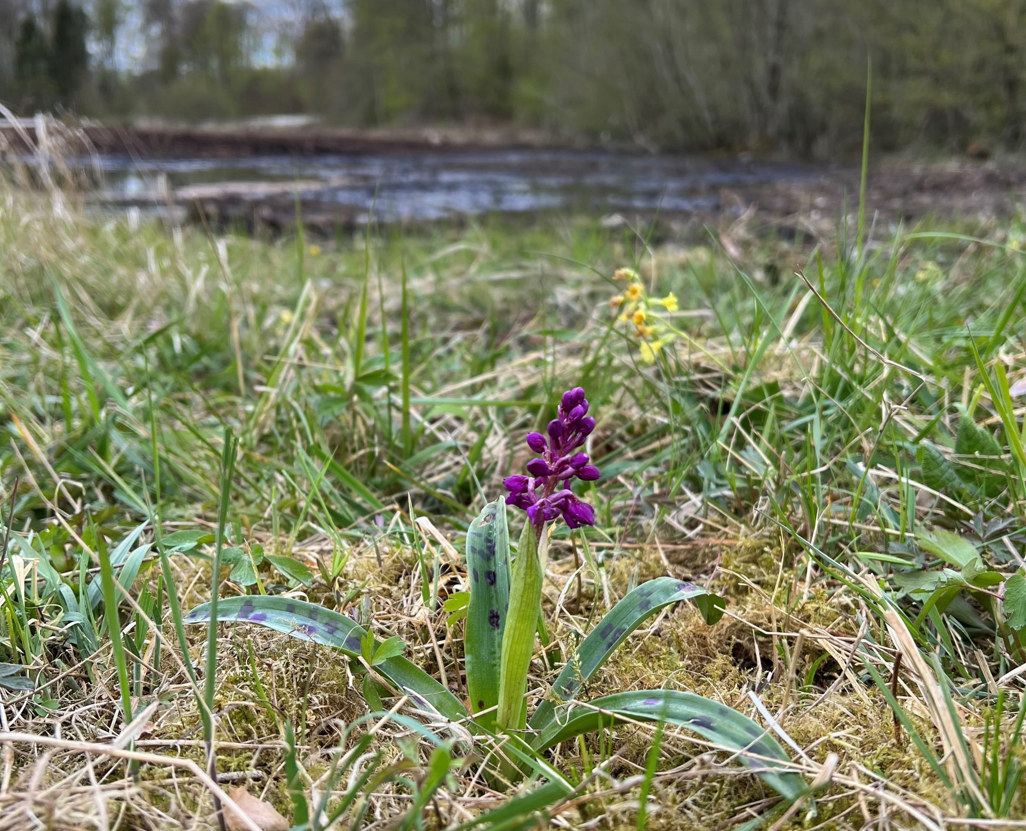 Orkideer Lerbjerg Skov