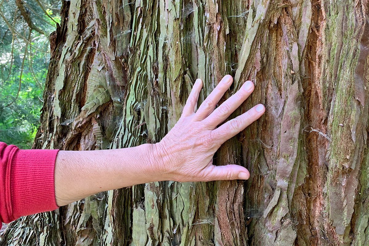 Dorthev Haand Trae Image00009