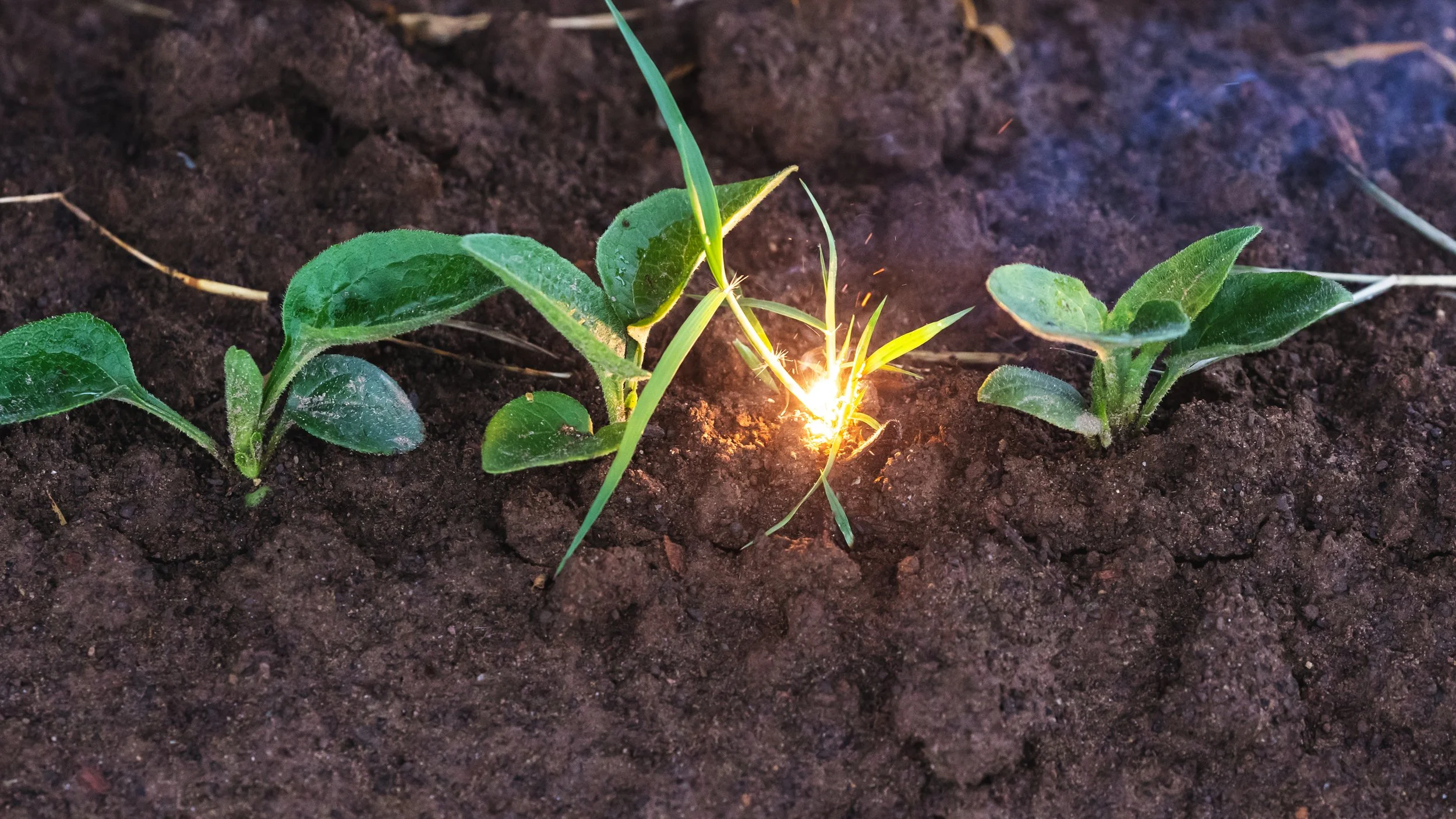 Laser Weeding Close Up