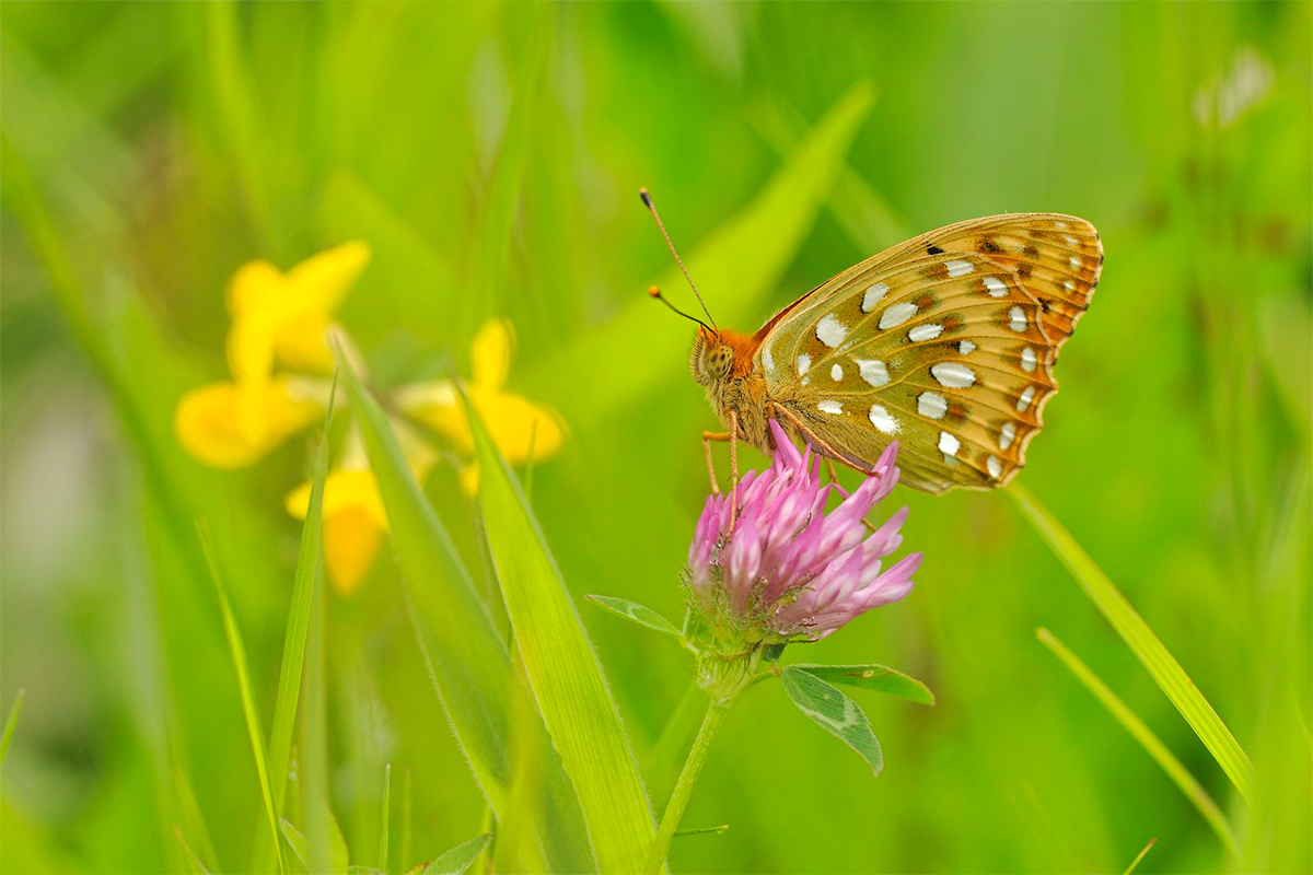 Biofagligt samarbejde