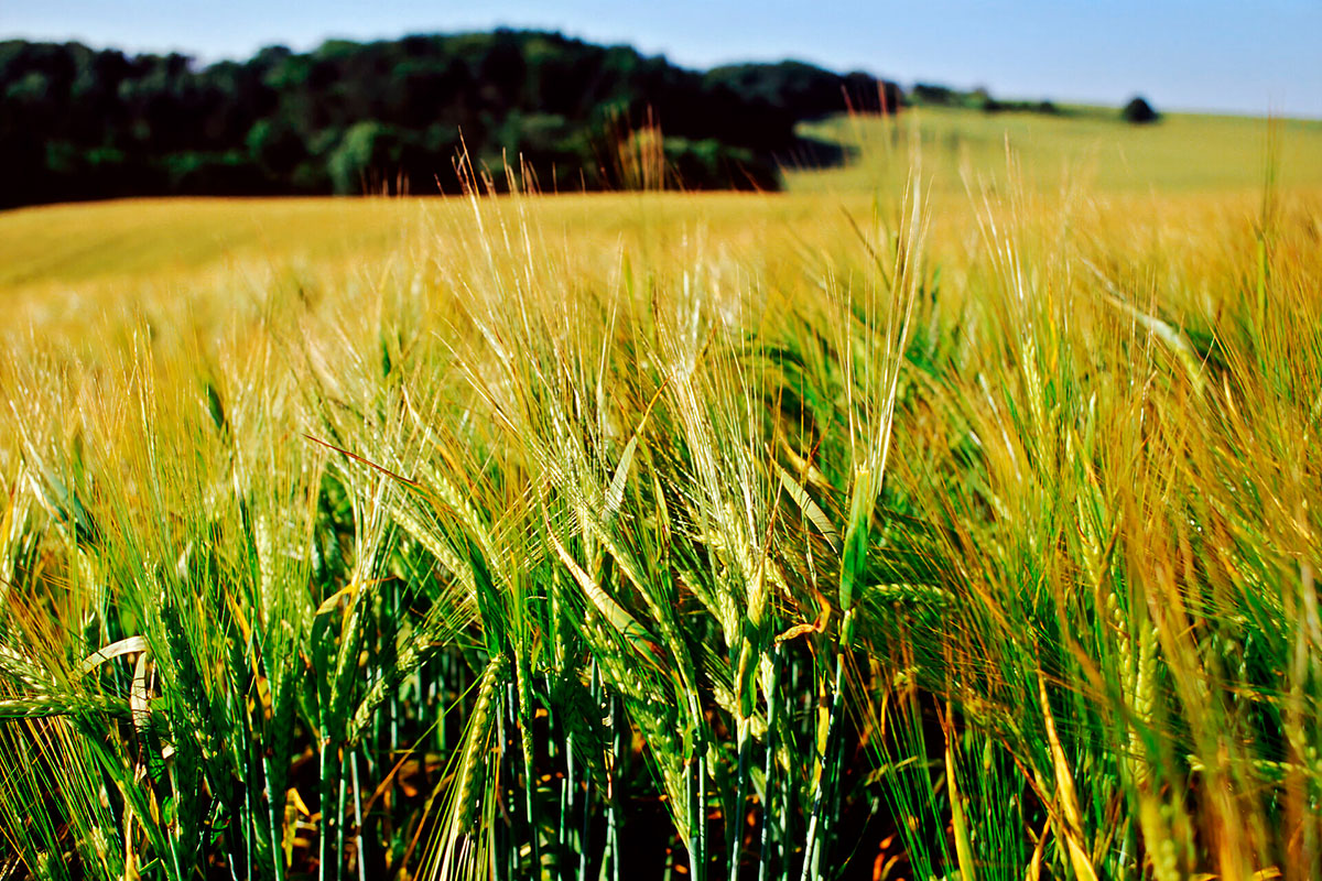 Bygmark 12X8 Mads Jensenbiofoto Ritzau Scanpix 20210314 192825 4 1920X1330we