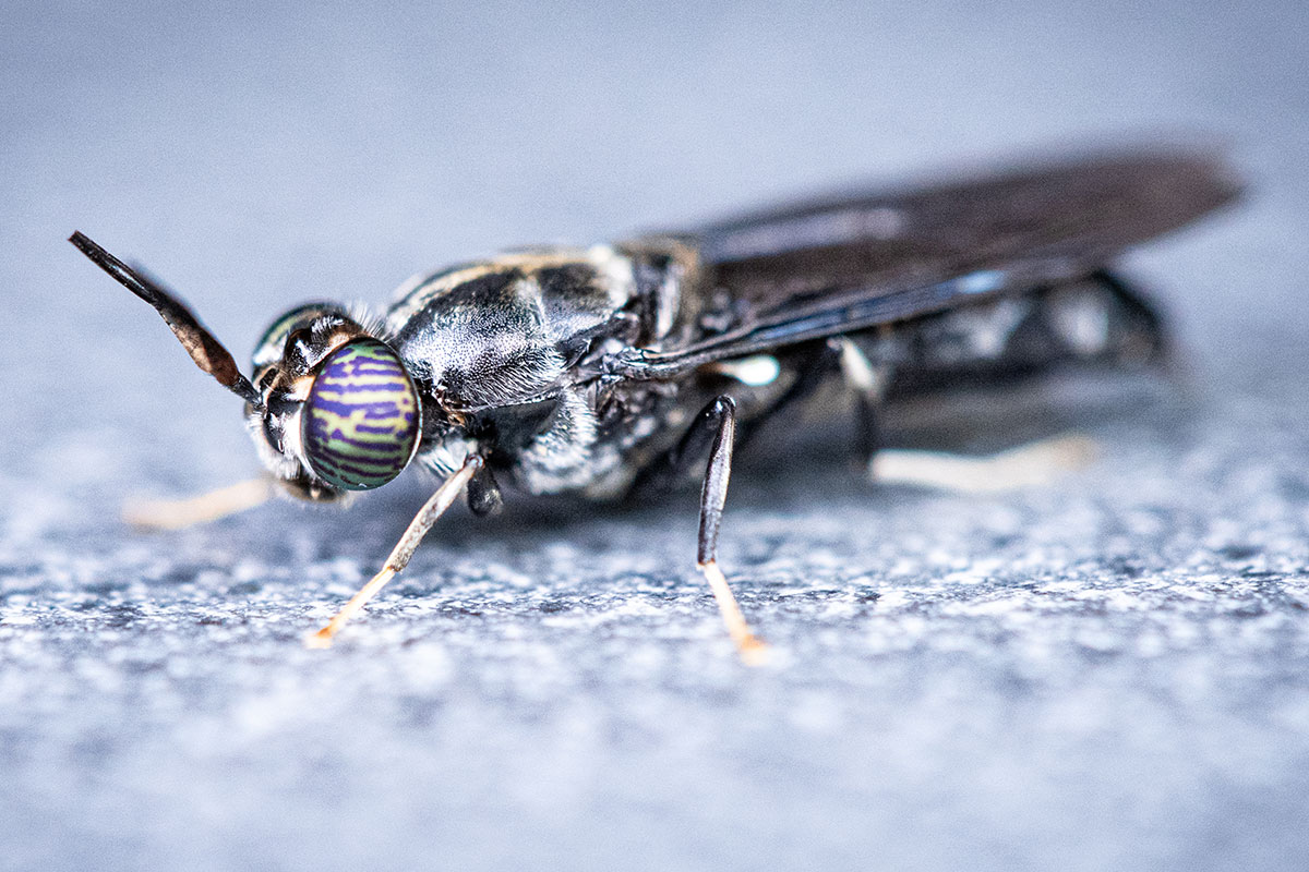 Soldaterflue Close Up DSC03195