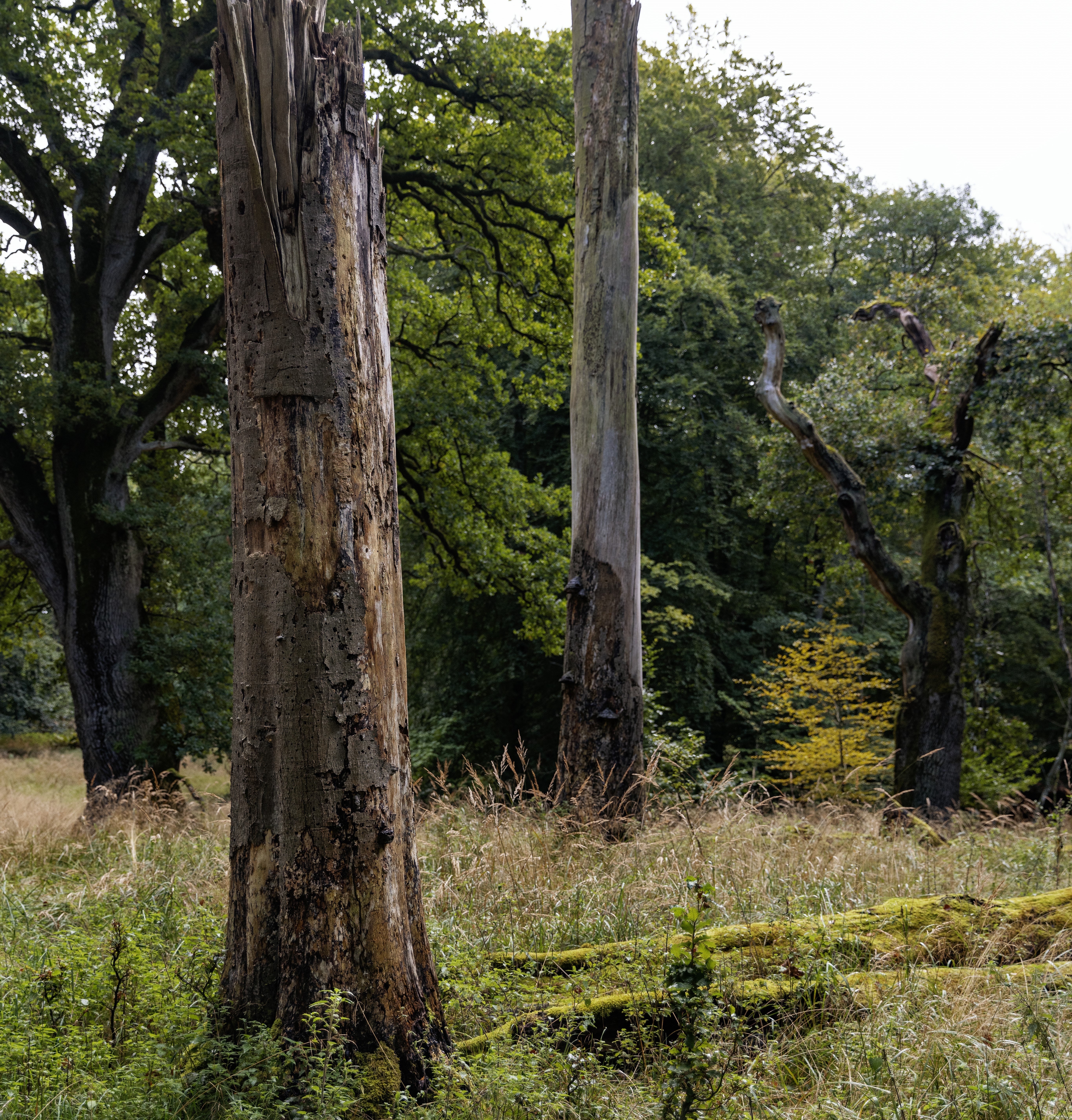 Veteranisering i Gribskov