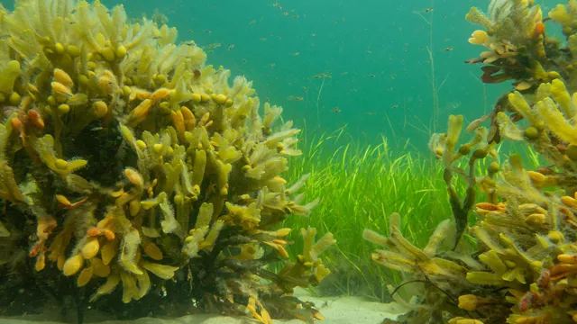 Kutlinger Havet skal sikres reel beskyttelse – her der tre måder til at få det ...