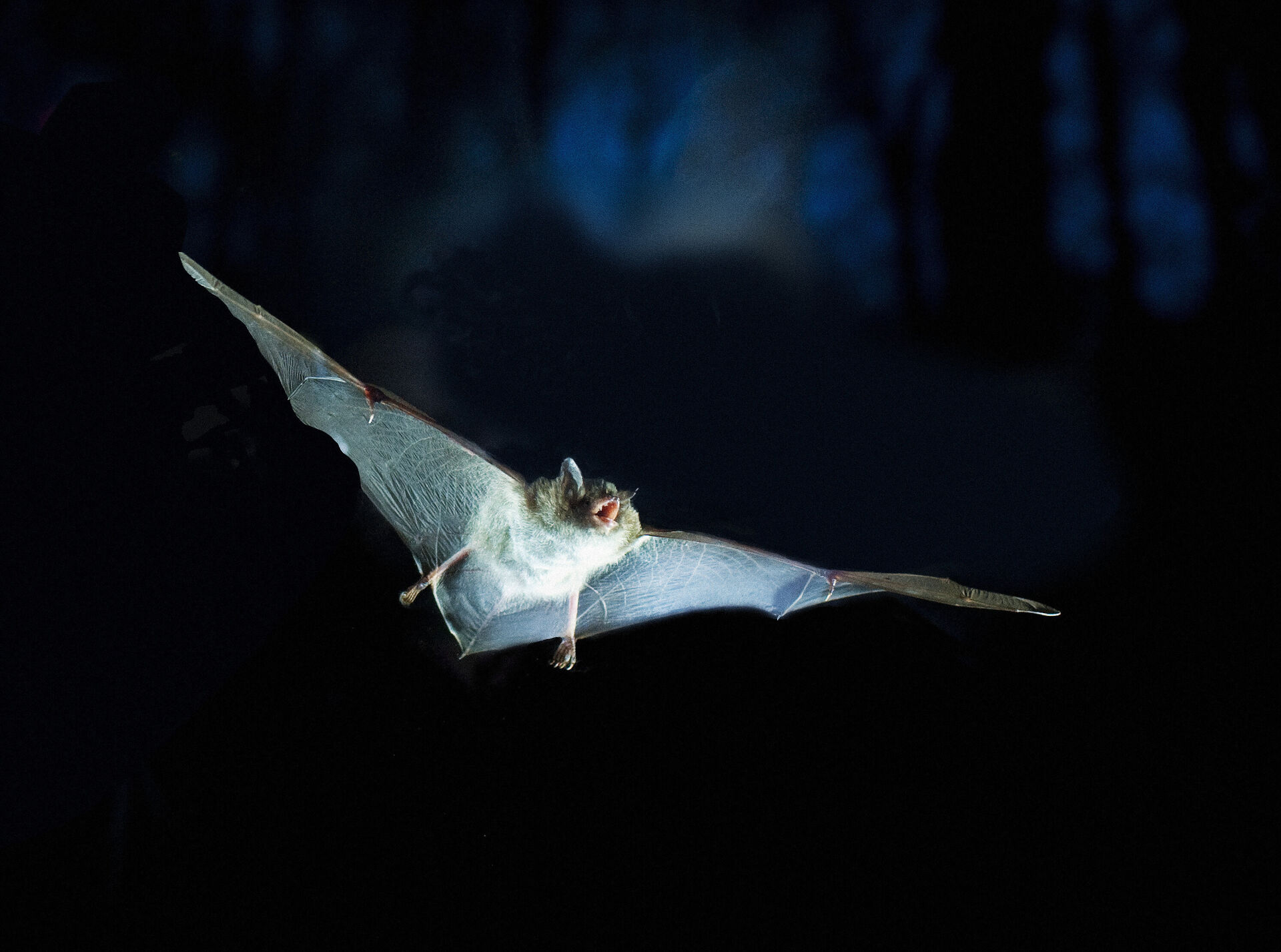 Flagermus Nat i naturen