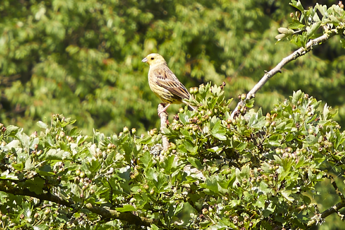 Guldspurv Vejle Ådal