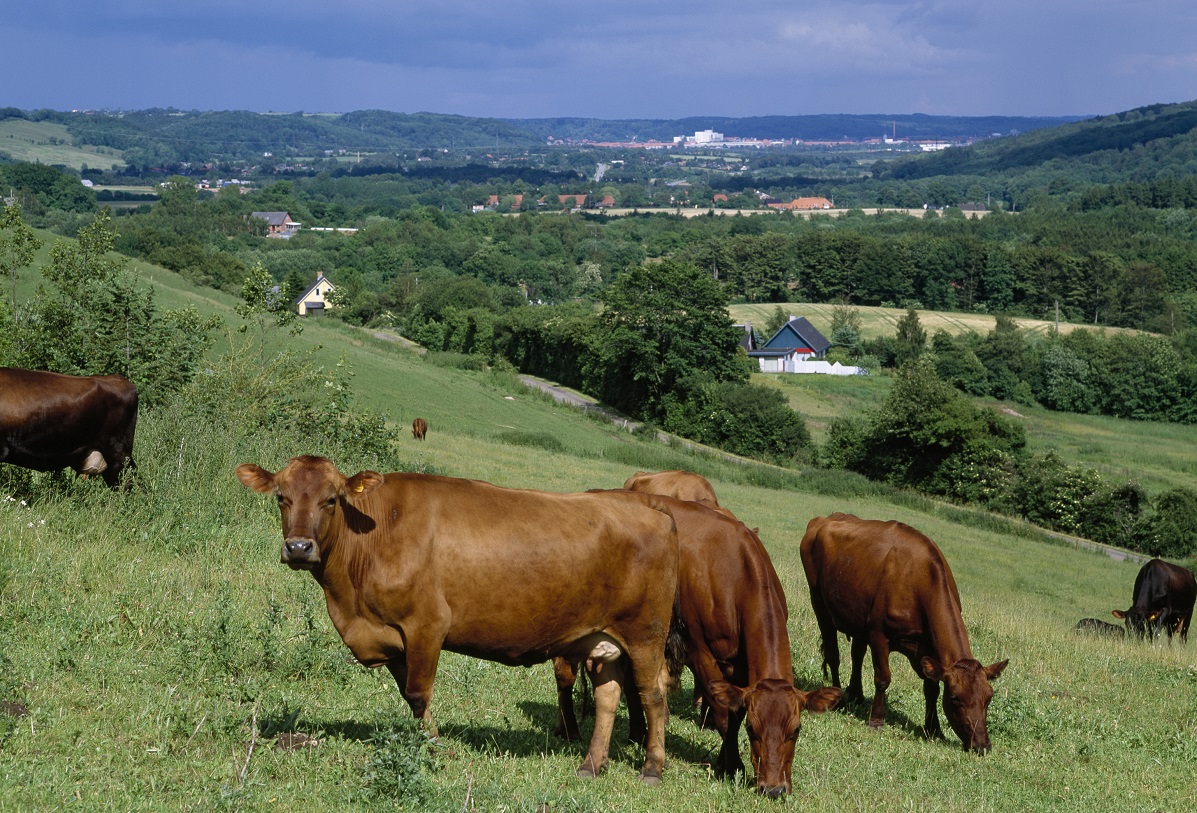 Røde køer på mark