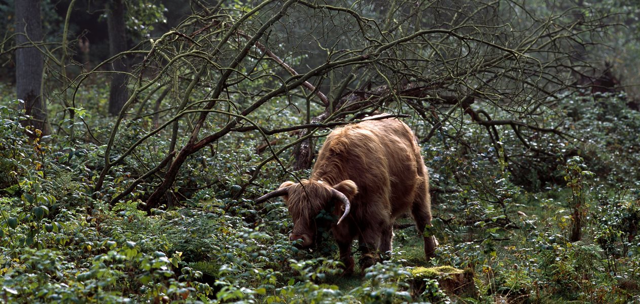 Naturzonen skal først og fremmest give plads for naturlige processer i større skala. Spørgsmålet er, hvordan en sådan zone skal indføjes i eksisterende lovgivning og planlægning, hvordan den skal administreres, hvilke aktiviteter der skal tillades, og hvem der i sidste ende skal bestemme.