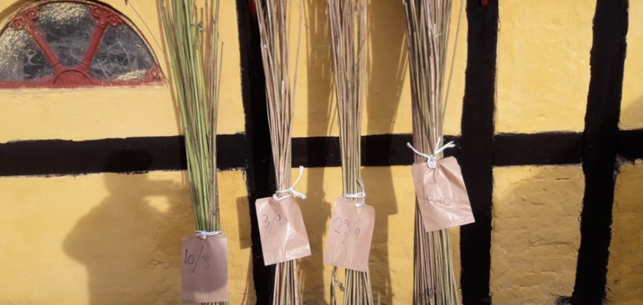 Hamp til tekstil skal dyrkes med højere udsædsmængde og ganske lidt kvælstof for at opnå lange og slanke ensartede hampestængler, der er velegnede til tekstile formål. På billedet ses hampestængler bjerget ved forskellige rødningsgrad, dvs. den biologiske proces hvorved fibrene, der sidder yderst, kan adskilles fra den indre træholdige hampeskæve.