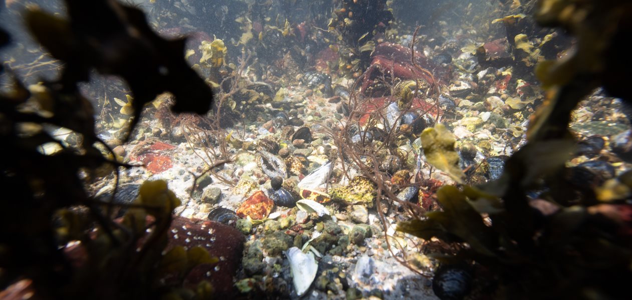 Stenrev på lavt vand danner tangskove med stor biodiversitet. Her lever meterhøje tangplanter, som giver læ og føde til myriader af fisk, skaldyr og havpattedyr. Ganske betragtelige arealer med stenrev især på lavvandede områder er tabt, fordi stenene er fisket op og brugt til at bygge moler og havneanlæg.