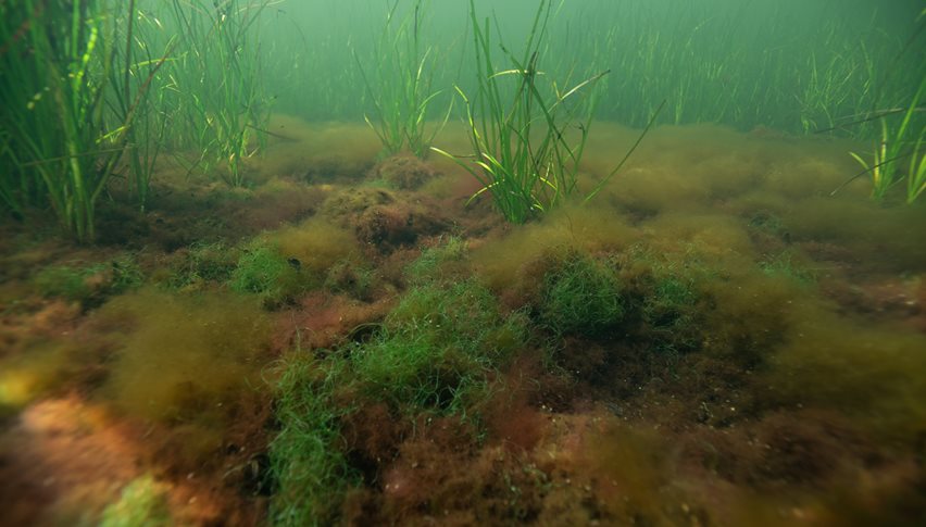 En anden klassisk naturtype, der slet ikke er, hvad den var, er ålegræsengene. I dag er udbredelsen reduceret til ca. en tredjedel på lidt over hundrede år