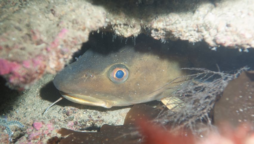 I princippet behøver vi ikke lukke fiskeriet ned for at opnå store gevinster for den marine biodiversitet. Erhvervet skal bare ikke påvirke så store arealer, som de gør i dag.