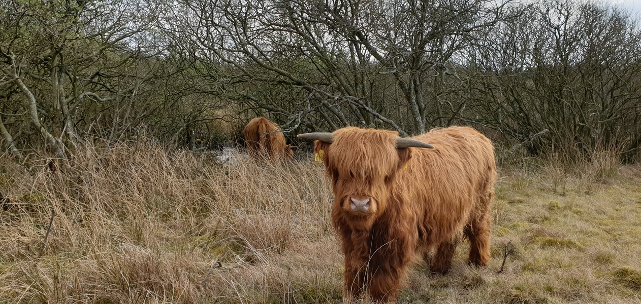 Store indhegninger med plads til både krat, skov og lysåbne arealer giver bedre mulighed for helårsgræsning.