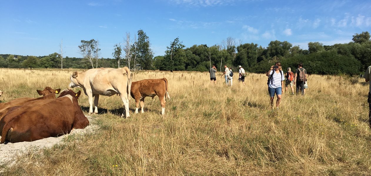 Muligheden for at opleve store græssere relativt tæt på kan være en attraktion for mange besøgende.