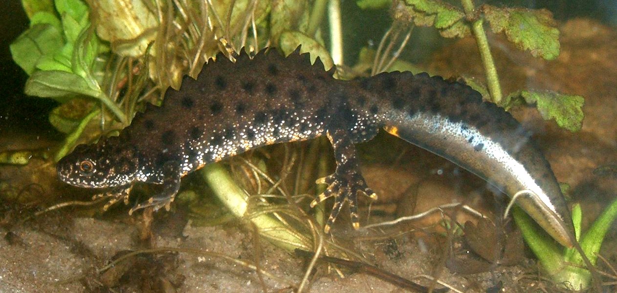 Den omstændighed, at Folketinget ved en ændring af Cityringloven havde ophævet fredning og naturbeskyttelseslovens § 3 på Amager Fælled, ændrede ikke ved habitatdirektivets beskyttelse af den store vandsalamanders levested. Byggeriet på Lærkesletten er nu stoppet midlertidigt.