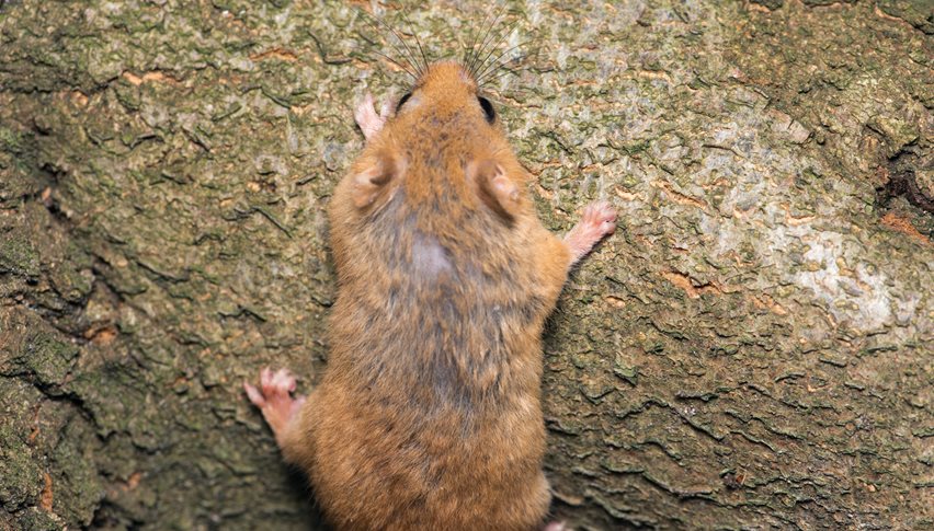 Miljø- og Fødevareklagenævnet ophævede den 31. maj 2021 VVM-tilladelsen til Baltic Pipe projektet, der er en naturgasledning, som skal forsyne Polen med naturgas fra Norge. Begrundelsen for ophævelsen var, at VVM-tilladelsens afværgeforanstaltninger for levesteder for hasselmus, birkemus og flagermus ikke var tilstrækkelige.