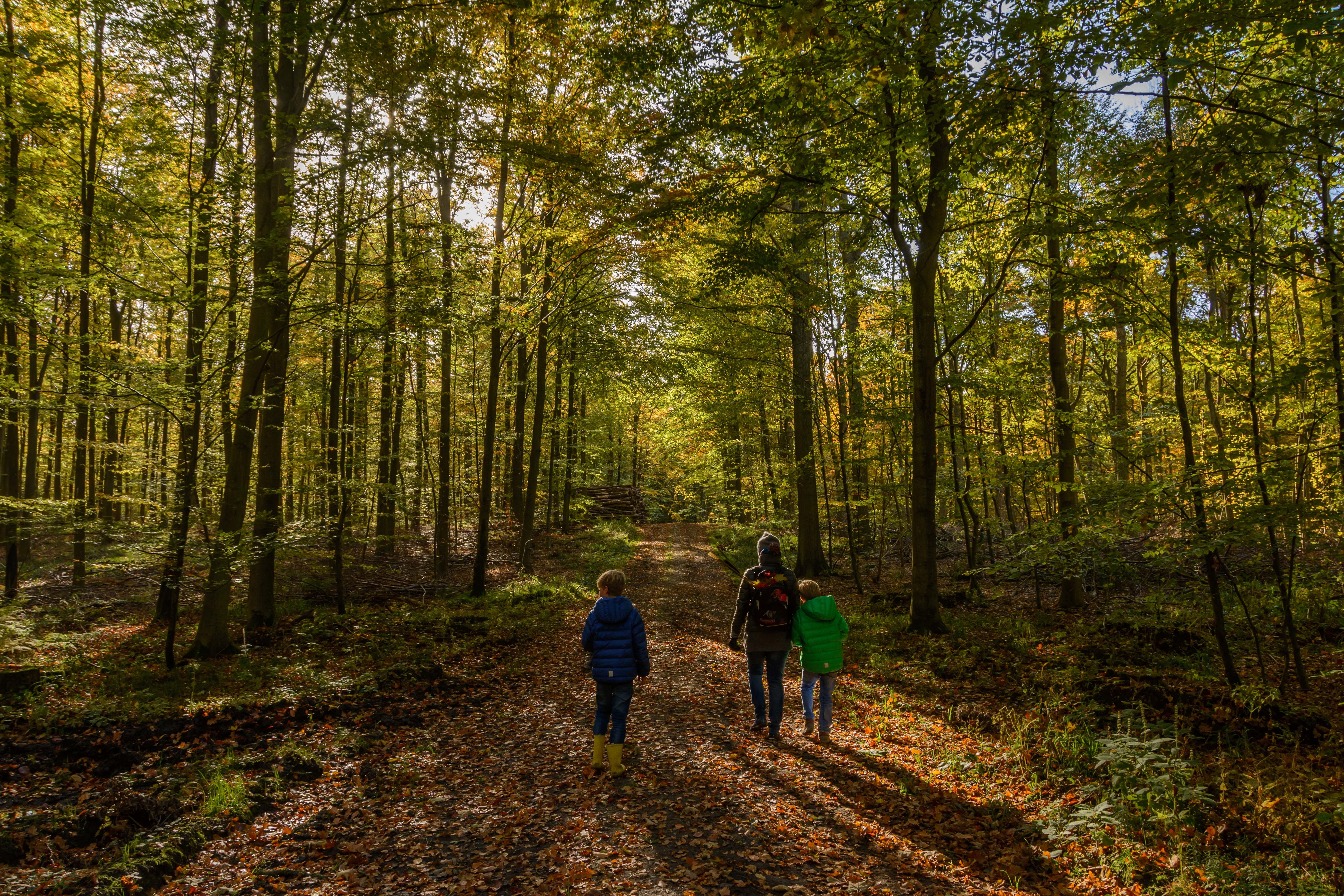 Urørt skov til uhørt lav pris