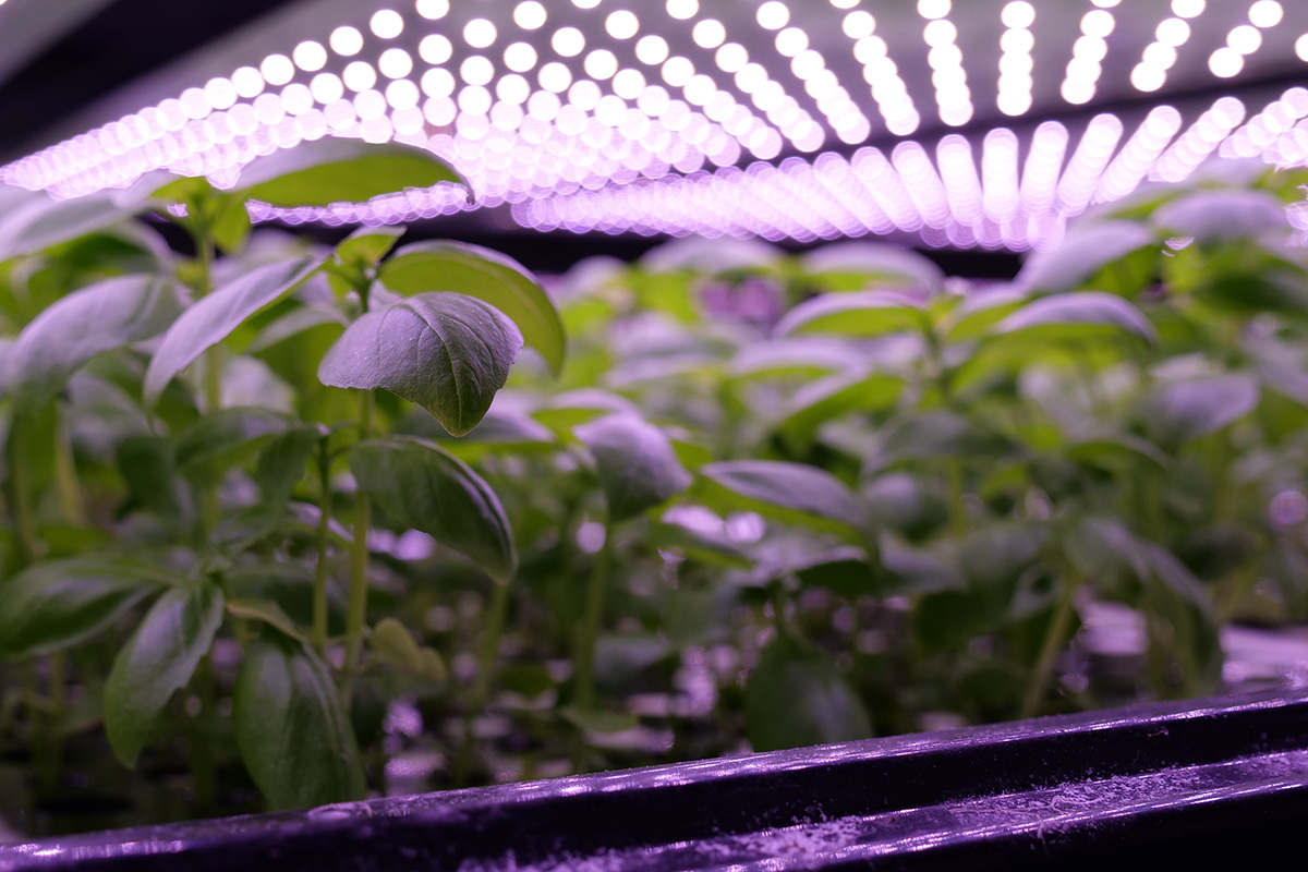 vertikalt landbrug taastrup led klima