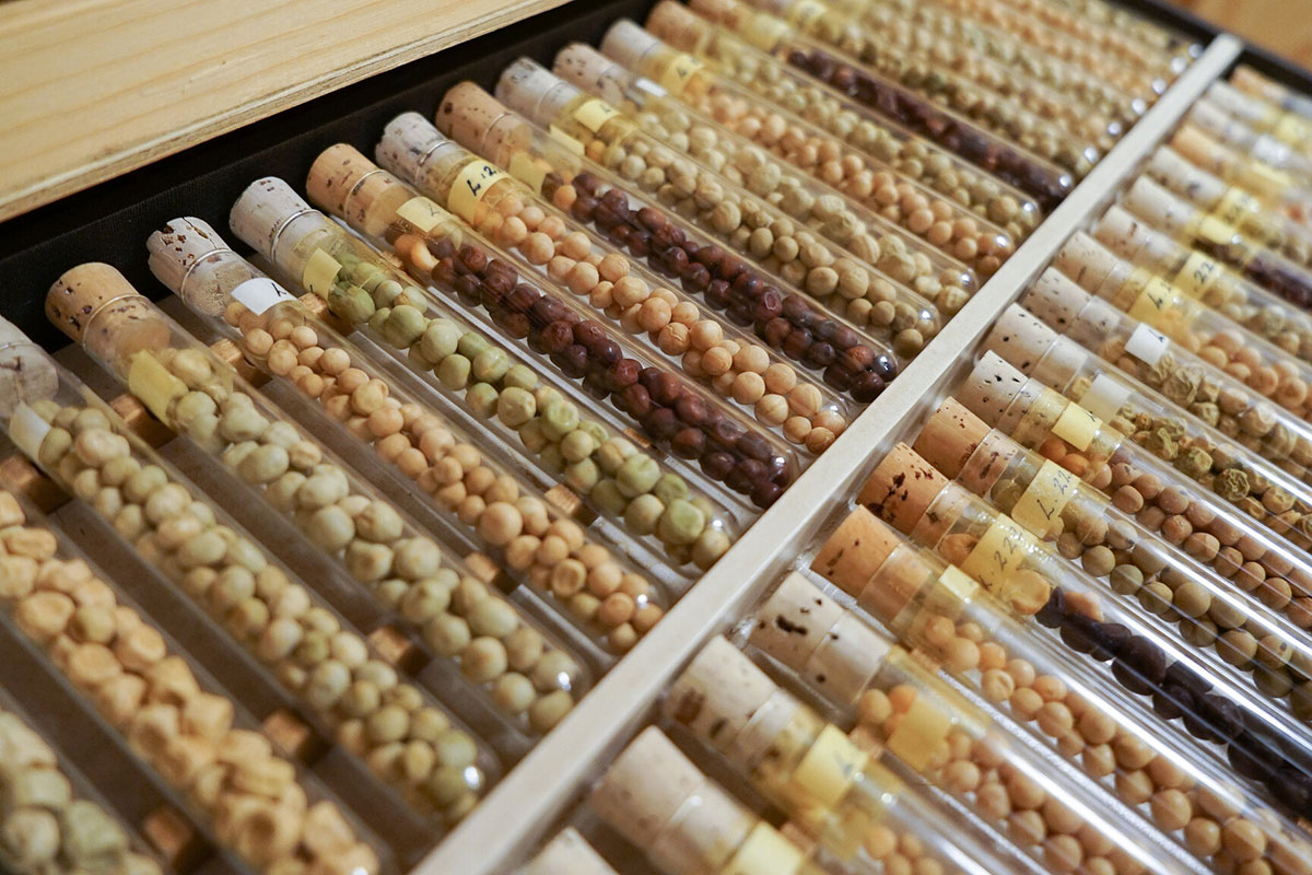 NordGen ærter samling genbank