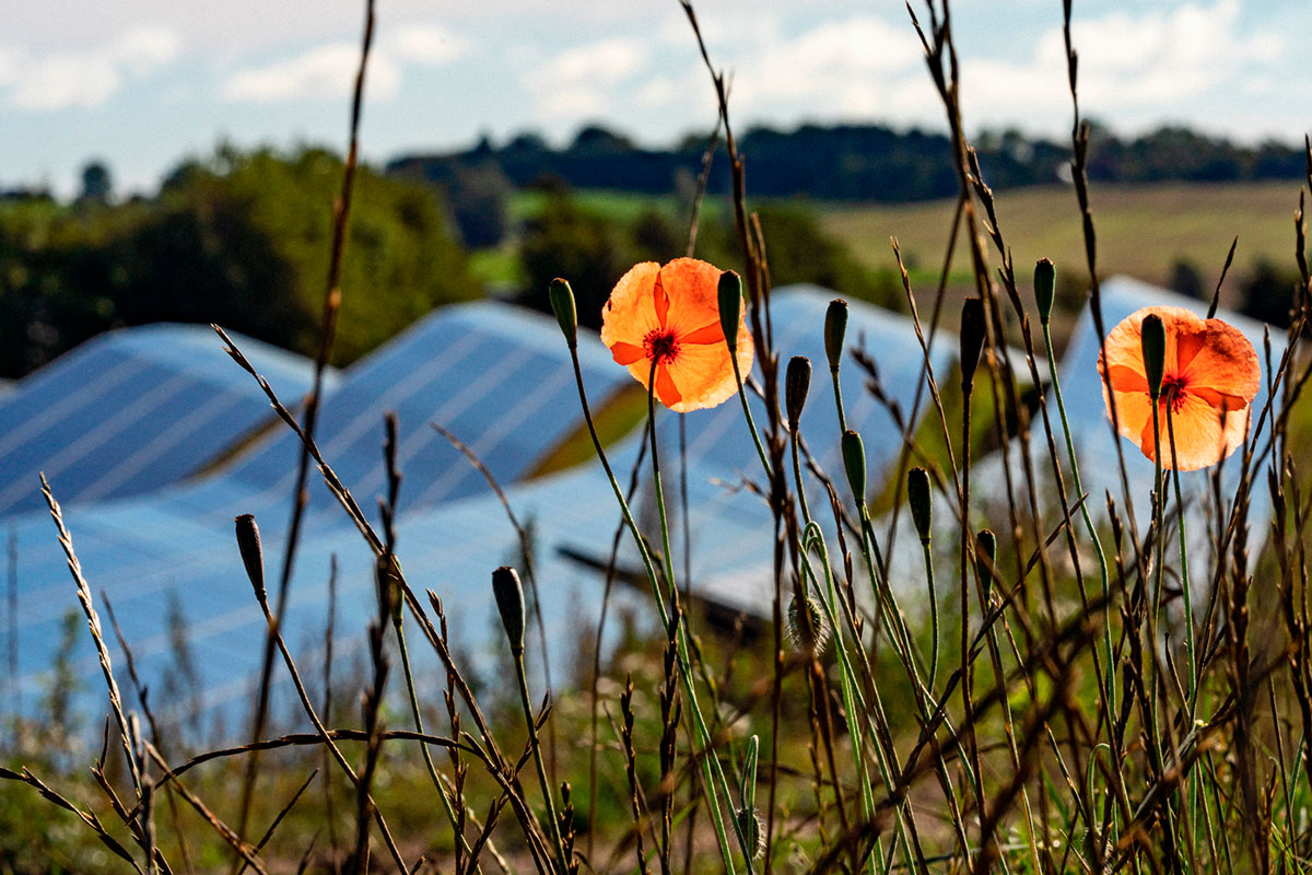 solceller planter insekter biodiversitet