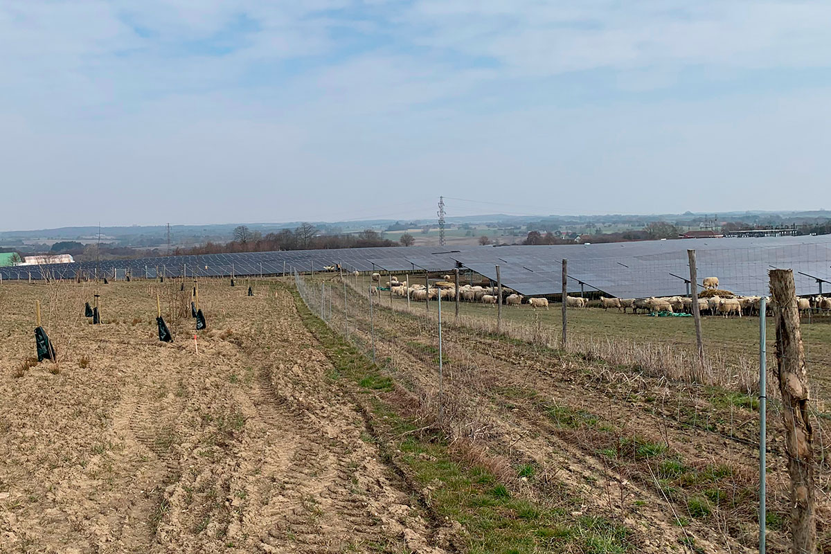 solceller biodiversitet planter insekter får