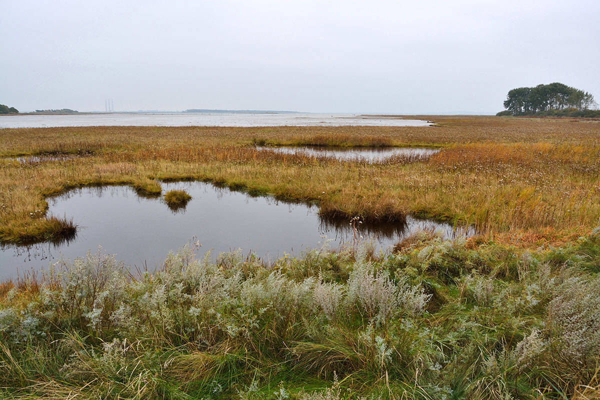 lavbundsjorde vådområder metan co2 klima