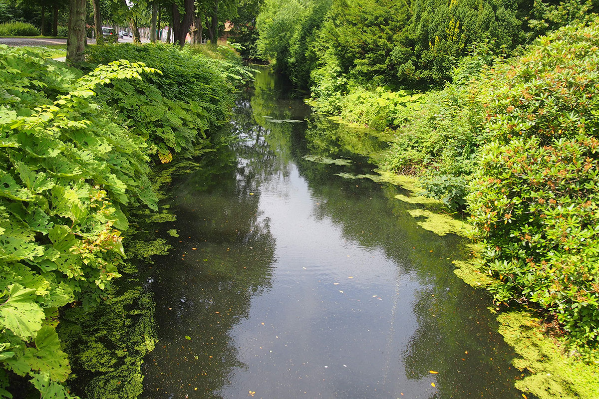 Vandløb vandplanter