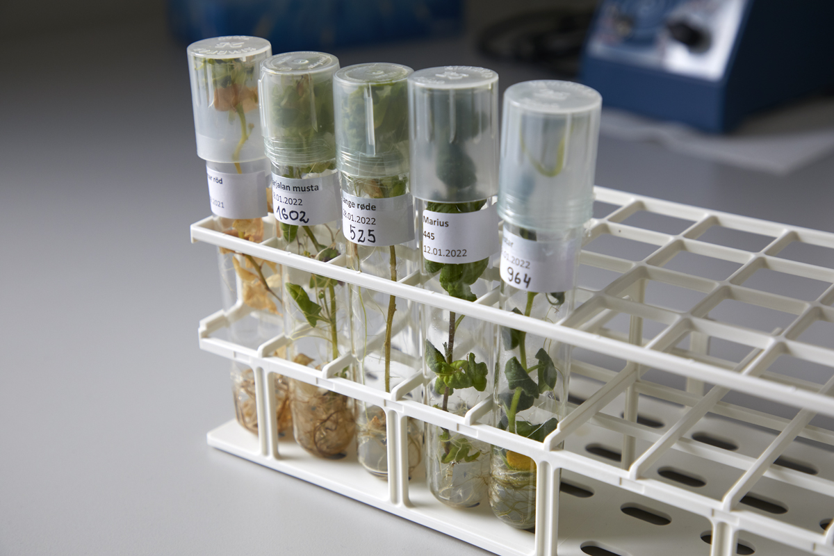 in vitro kartofler nordgen