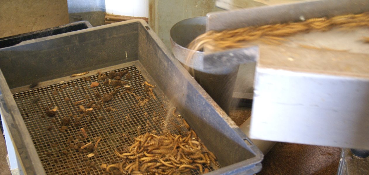 Insekter som fødevarer