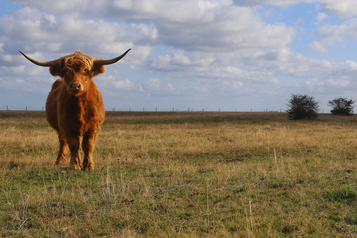 biodiversitet græsning naturpleje tilskud