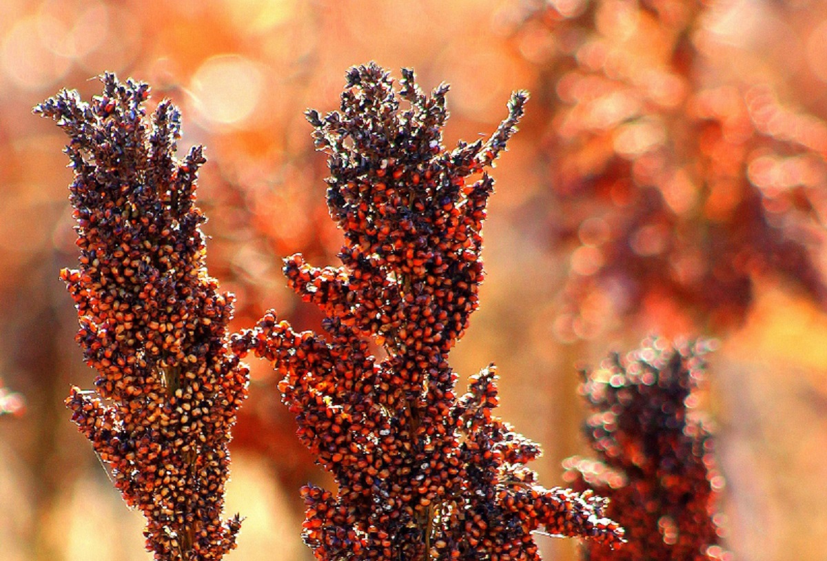 Sorghum