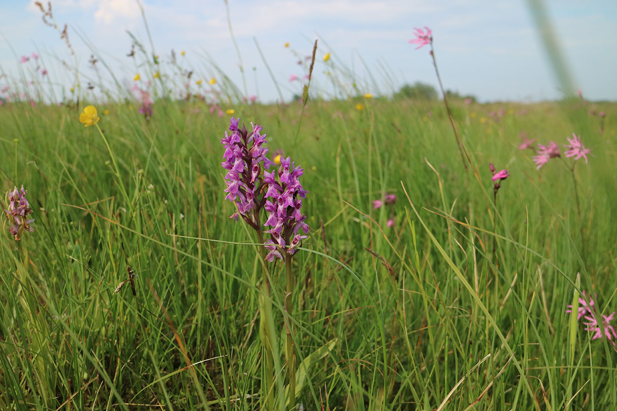 orkide gøgeurt kastbjerg åddal