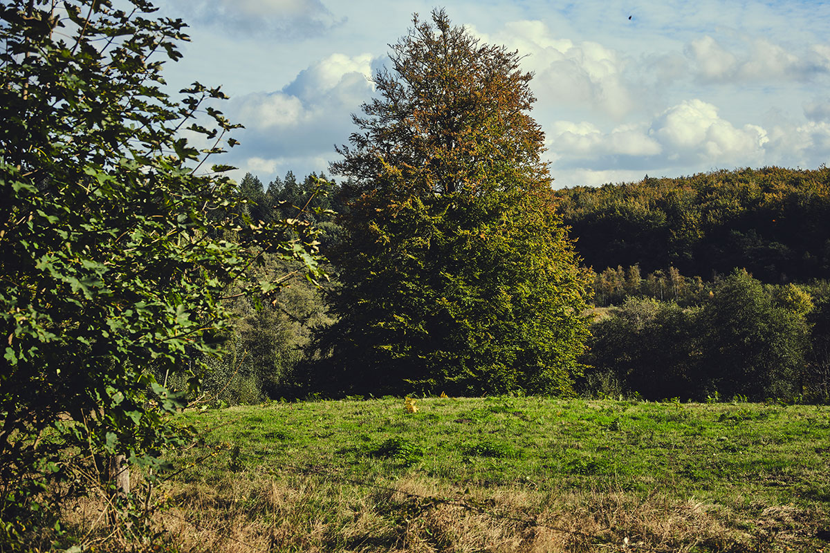 Naturnationalparker Bidstrupskovene Hans Jessen biodiversitet urørt skov skovfoged