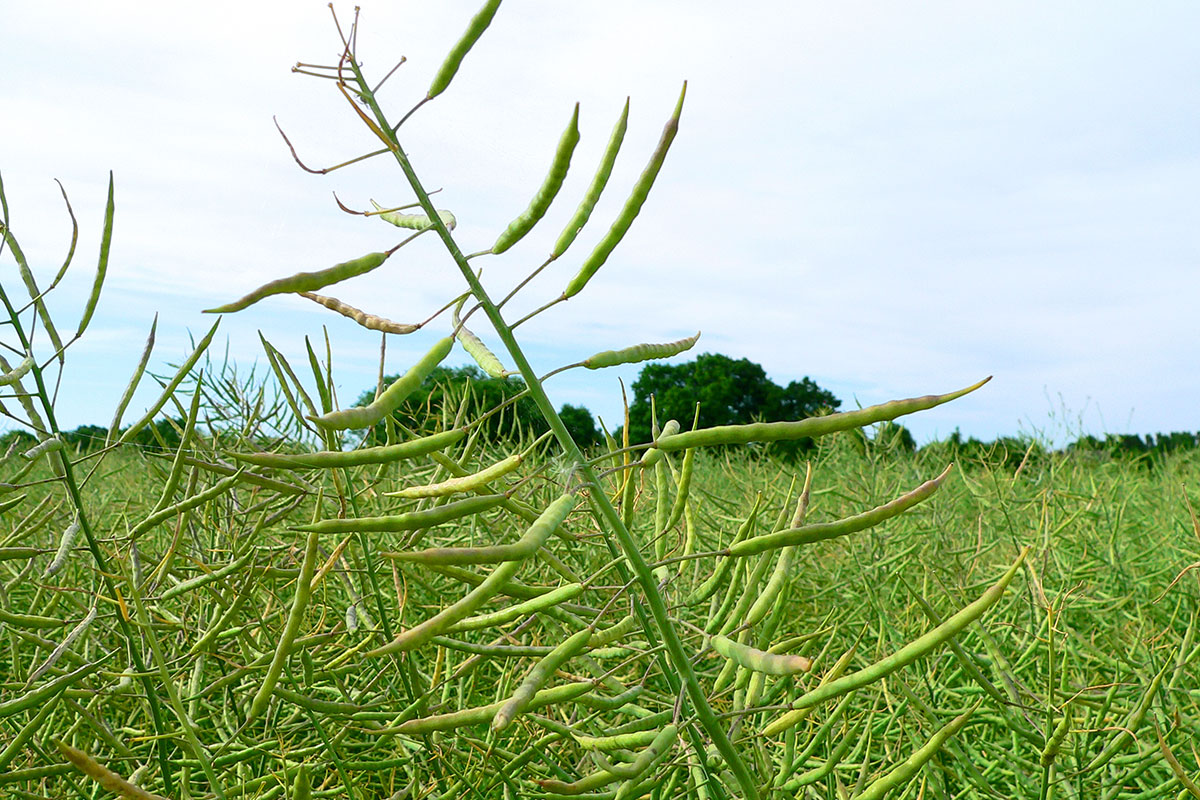 raps bælge mark olie