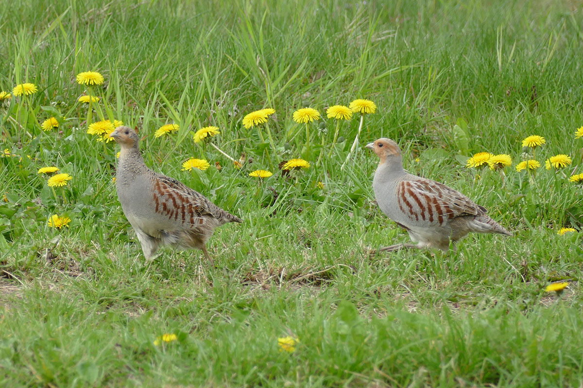 conservation agriculture agerhøns viber lærker