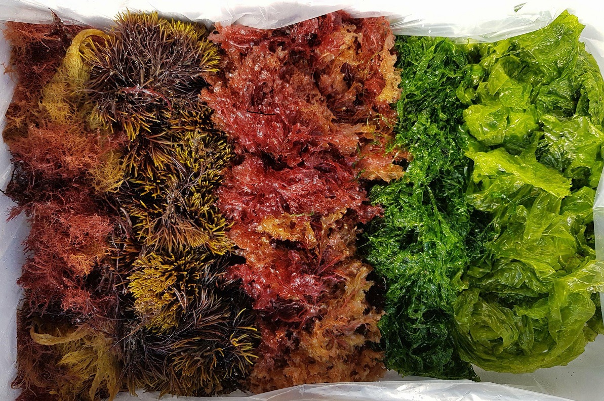 Forskellige tangarter