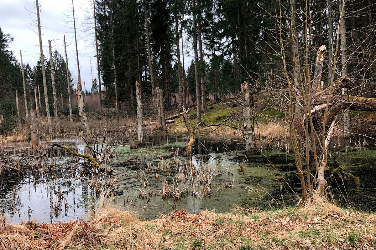 naturnationalpark gribskov