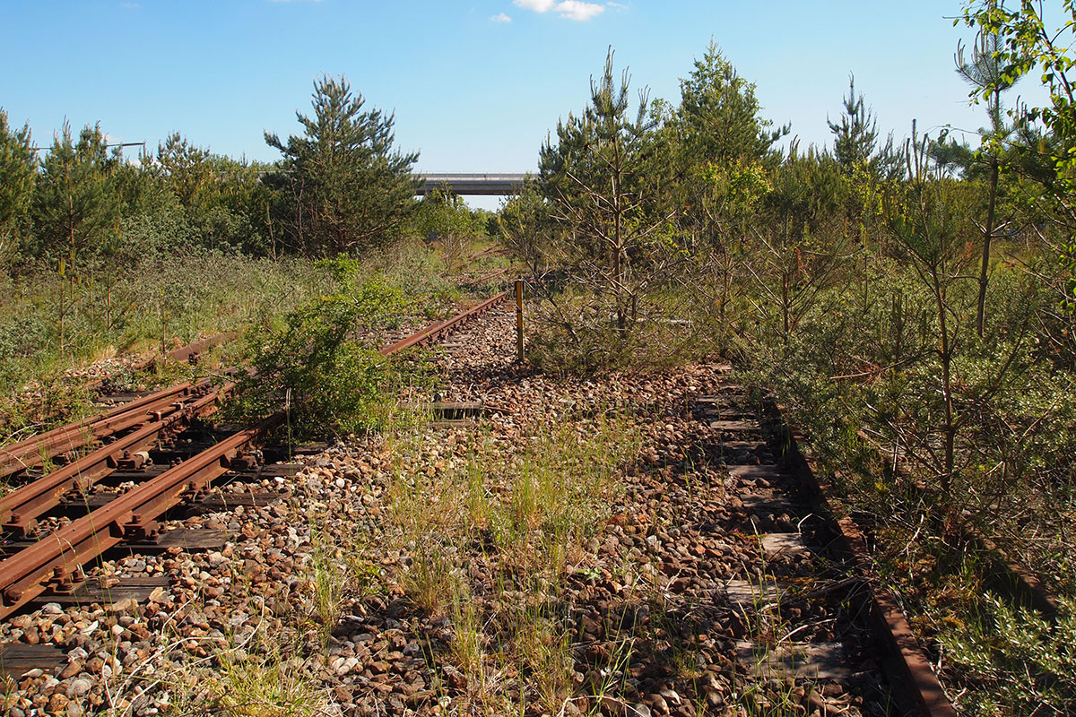 Roedby Infranatur Spor Med Opvaekst Habitats Maj 2020 12X8