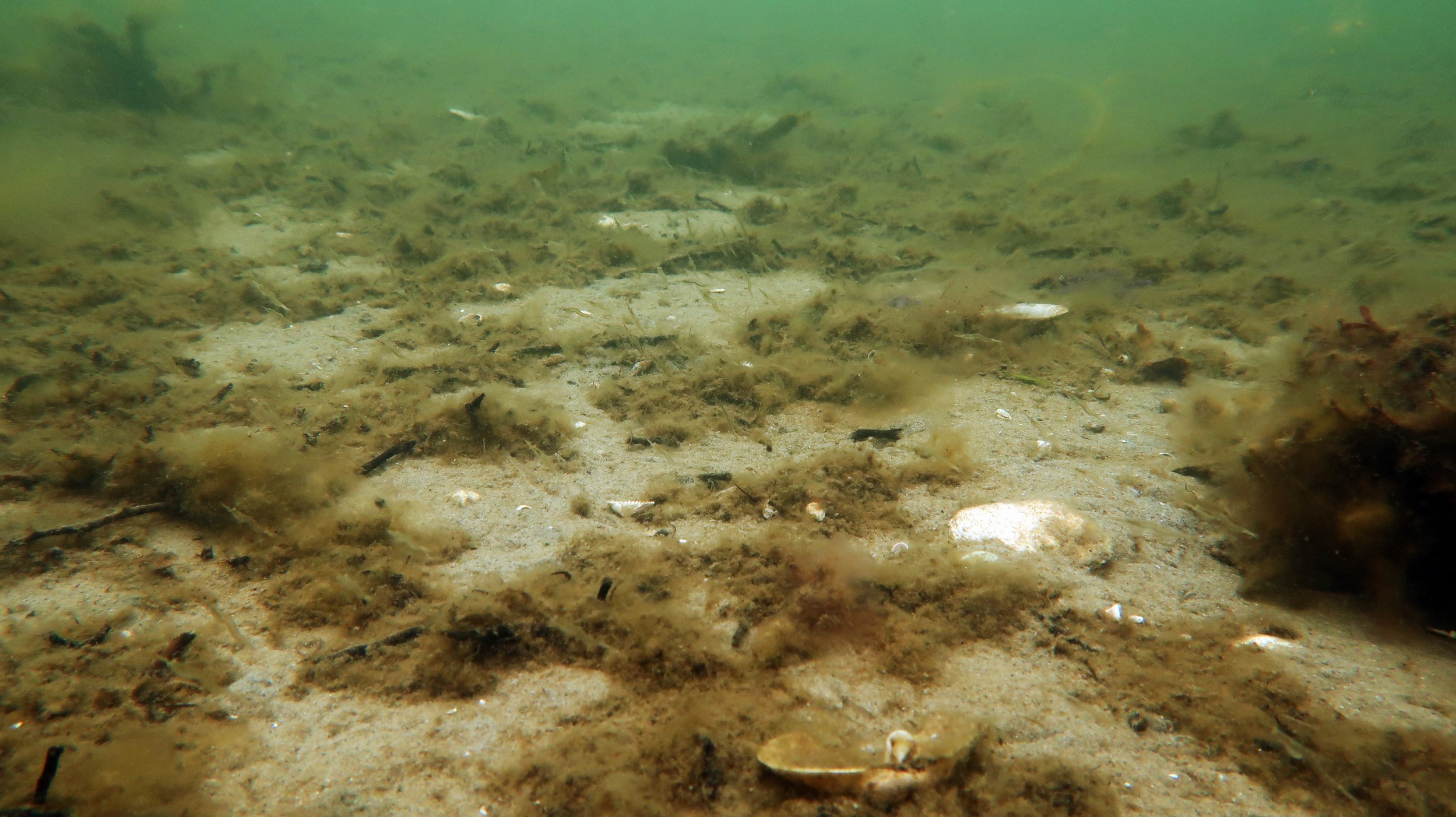 Bunden i Isefjorden juni 2021