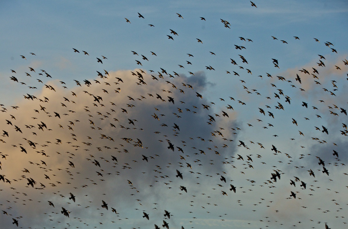 Sønderjylland - fugle på himlen