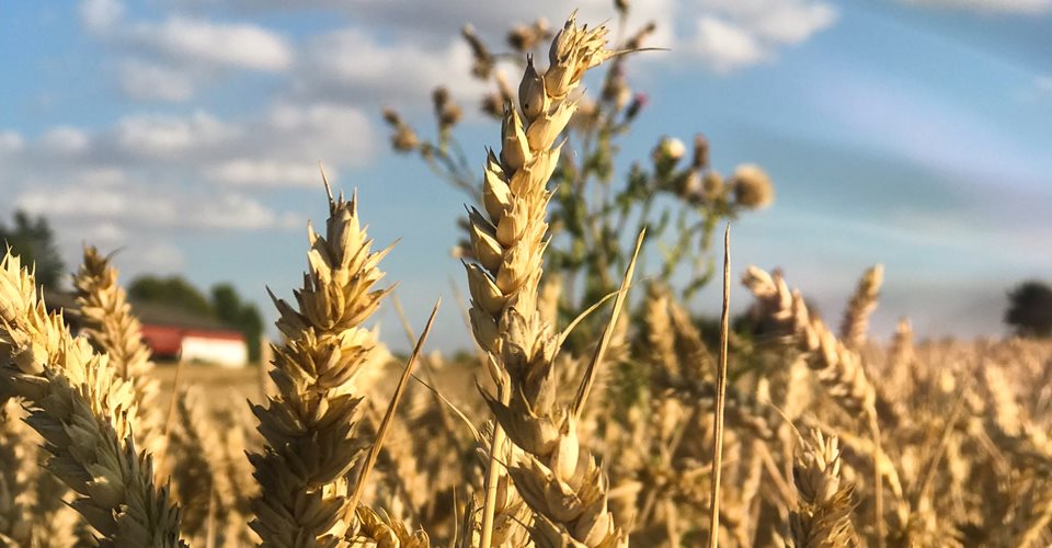 Dansk Agronomforening